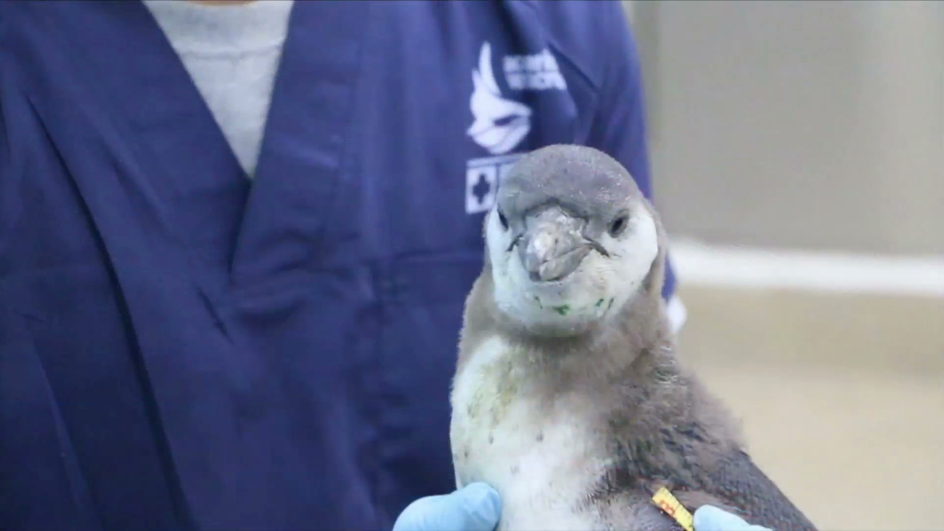 Nakú, el nuevo pingüino del Acuario de Veracruz