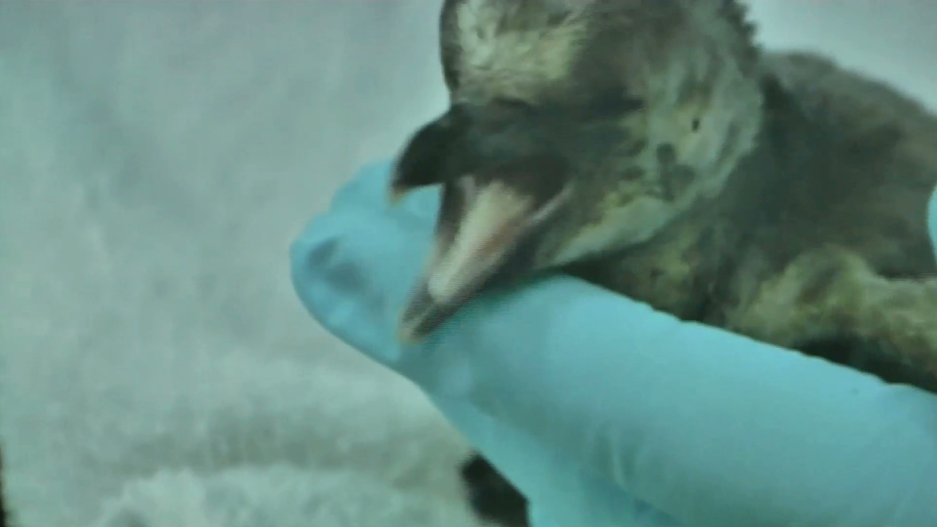 Nacen dos crías más de pingüinos Humboldt en el Acuario de Veracruz