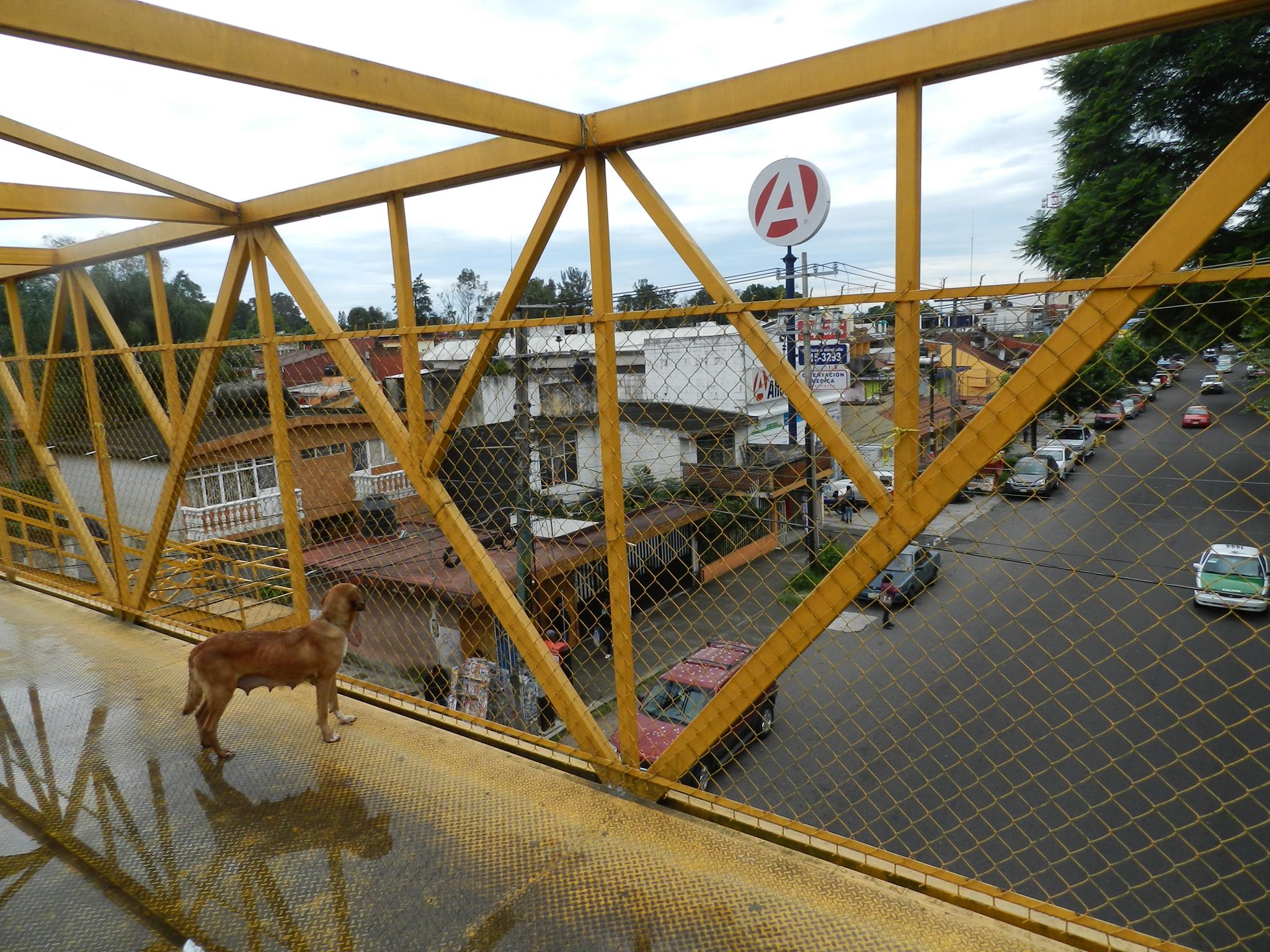 Hábito mortal, no usar los puentes o pasos peatonales