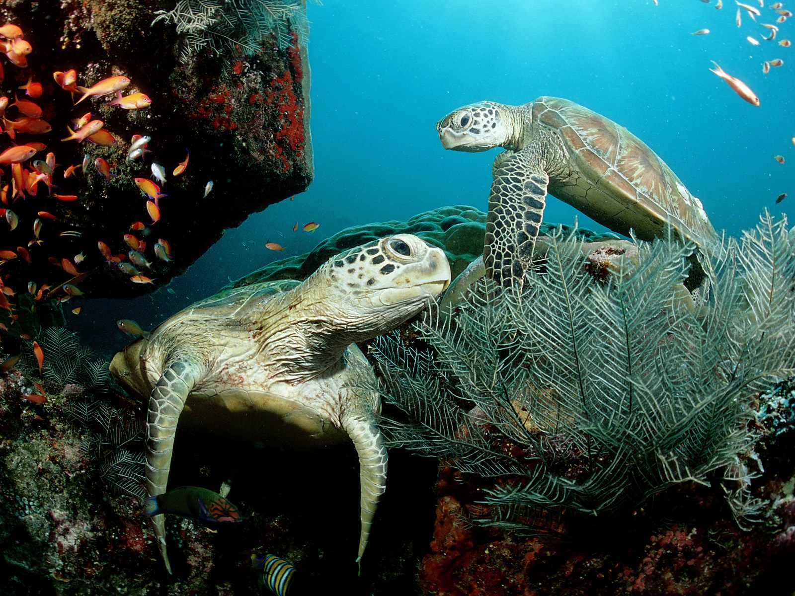 Más de la mitad de las tortugas en el mundo ingirieron plásticos: WWF