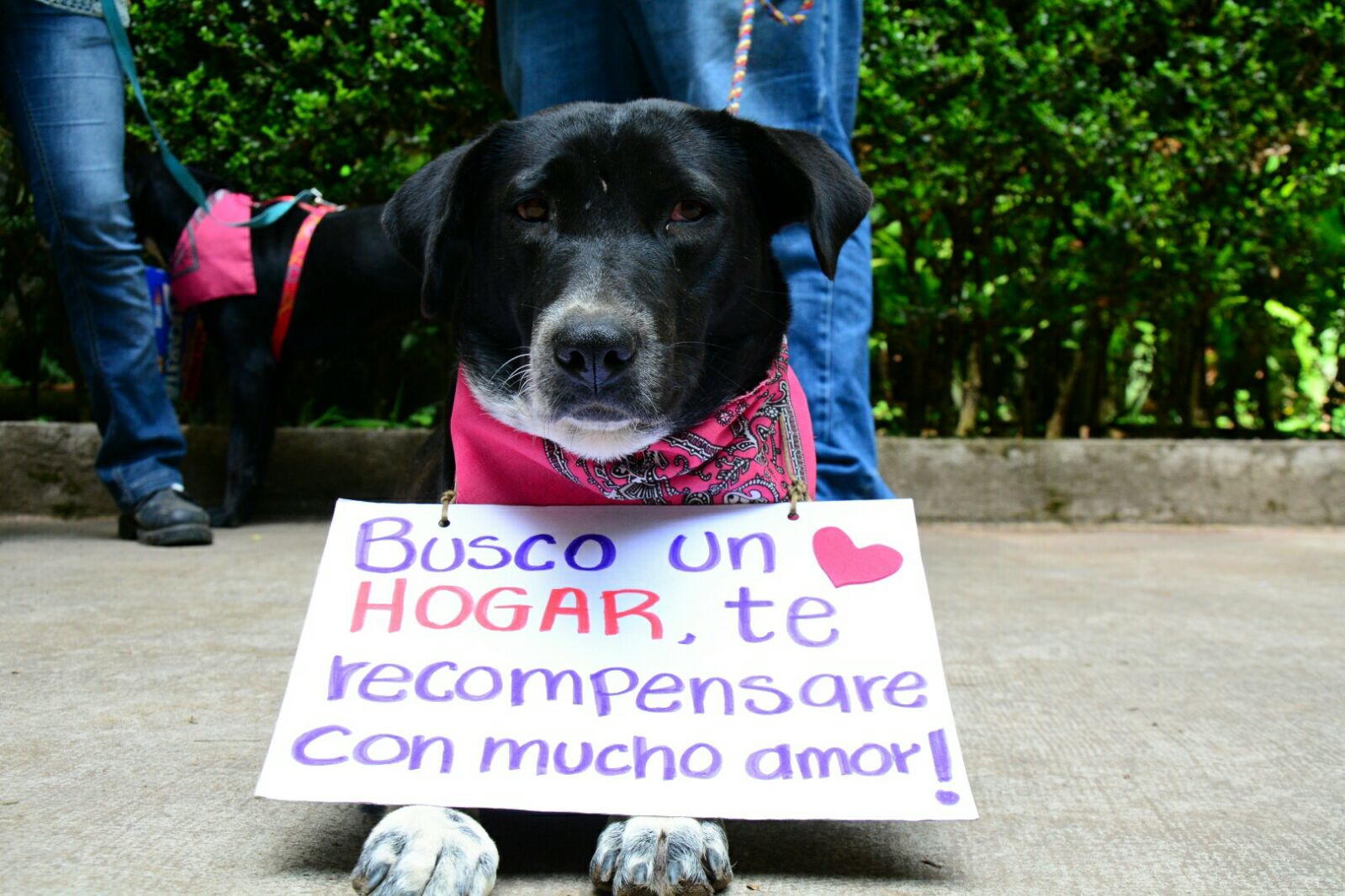 Con pasarela promueven la adopción de mascotas en Xalapa