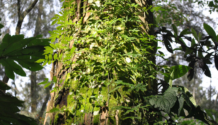 Conservación de áreas naturales, principal requerimiento en las ciudades