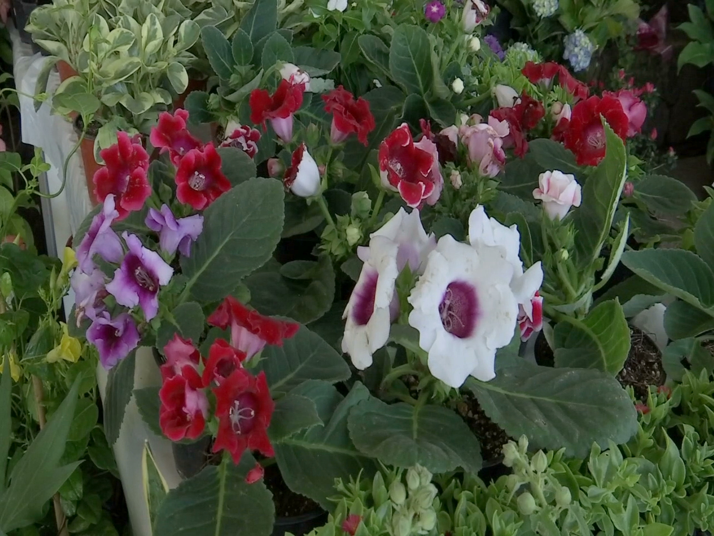 El Festival de las Flores reúne a más de 70 productores en Xalapa