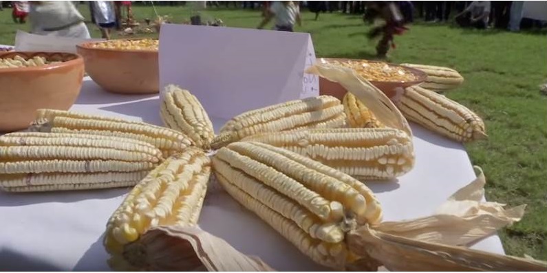 Celebran a la milpa en San Andrés Tlalnelhuayocan
