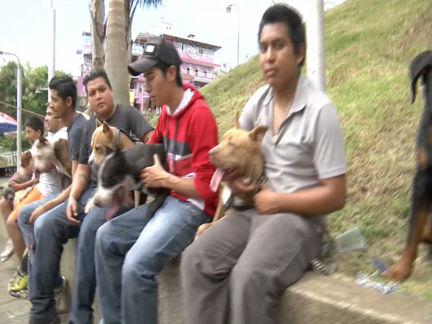 Pasean a sus perros pitbull para eliminar prejuicios