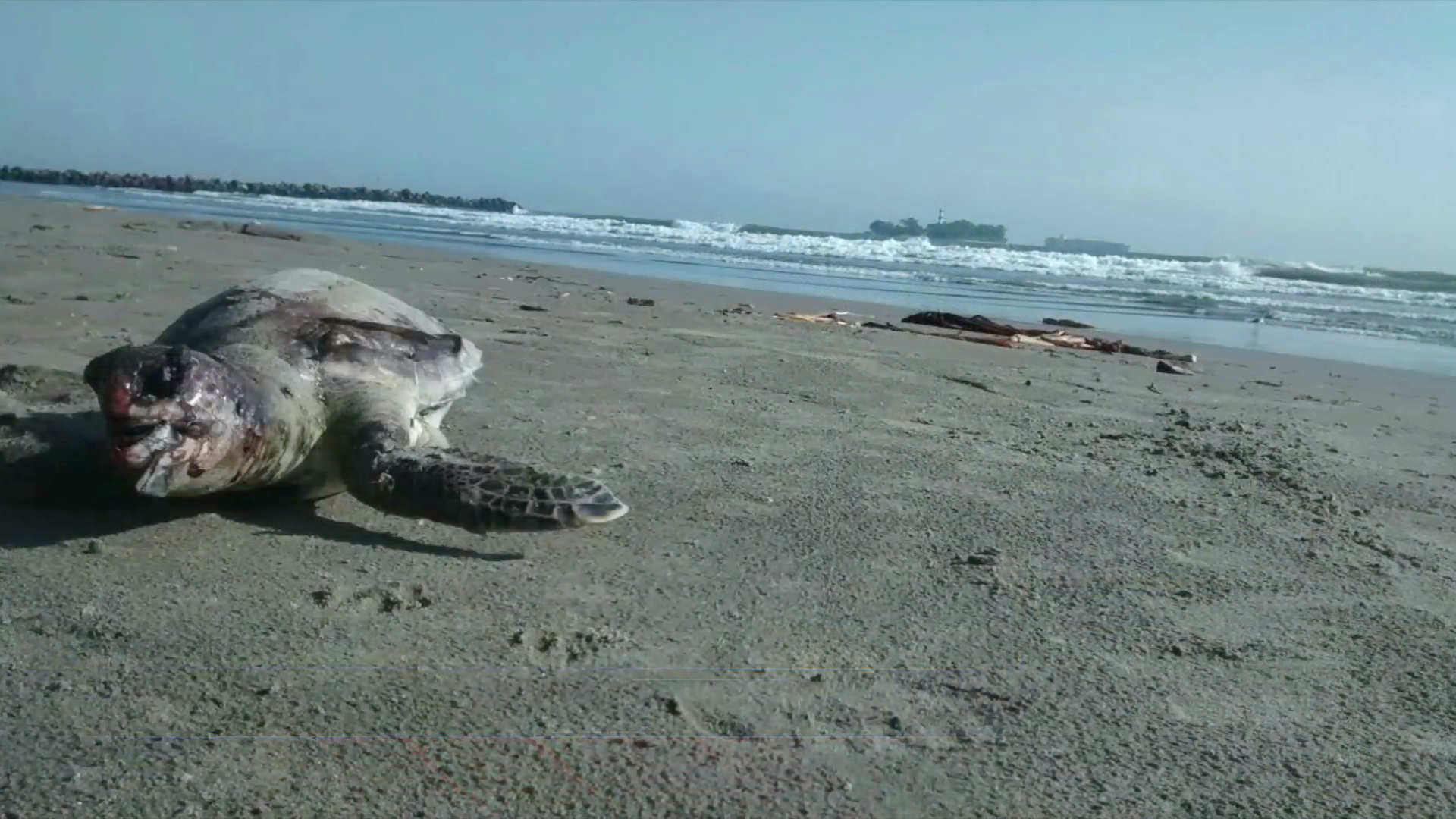 Encuentran tortuga muerta en playas de Mocambo