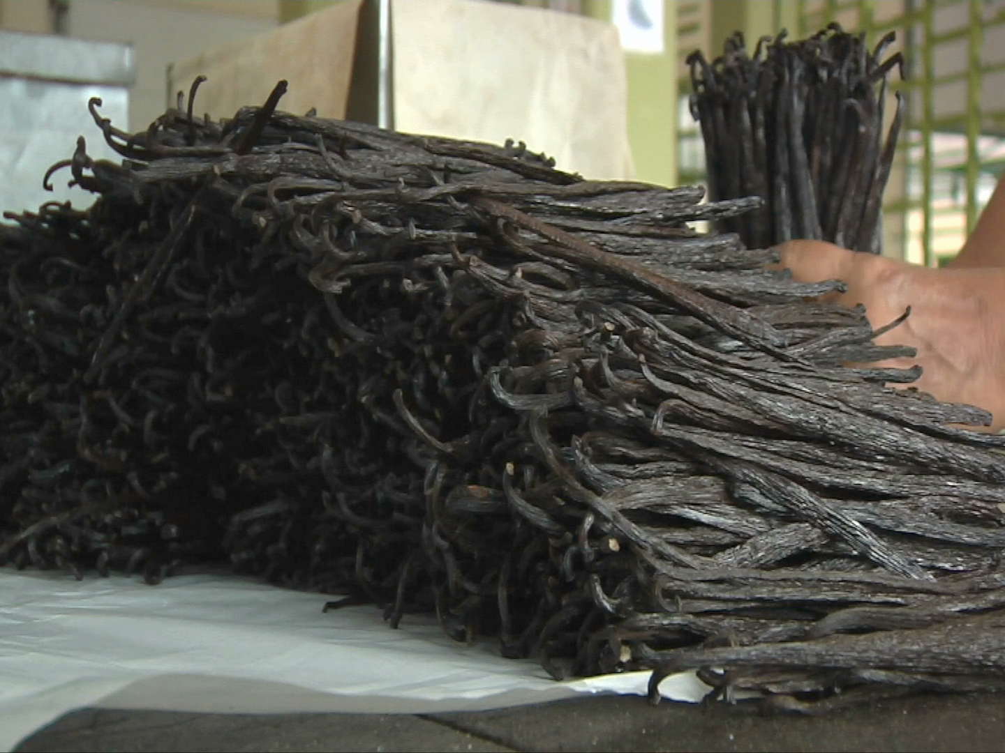 En Coatepec rescatan el cultivo de la vainilla