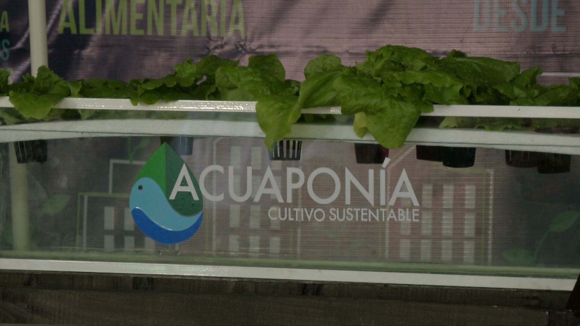 Promueve UV acuaponia como alternativa sustentable de producción de alimentos