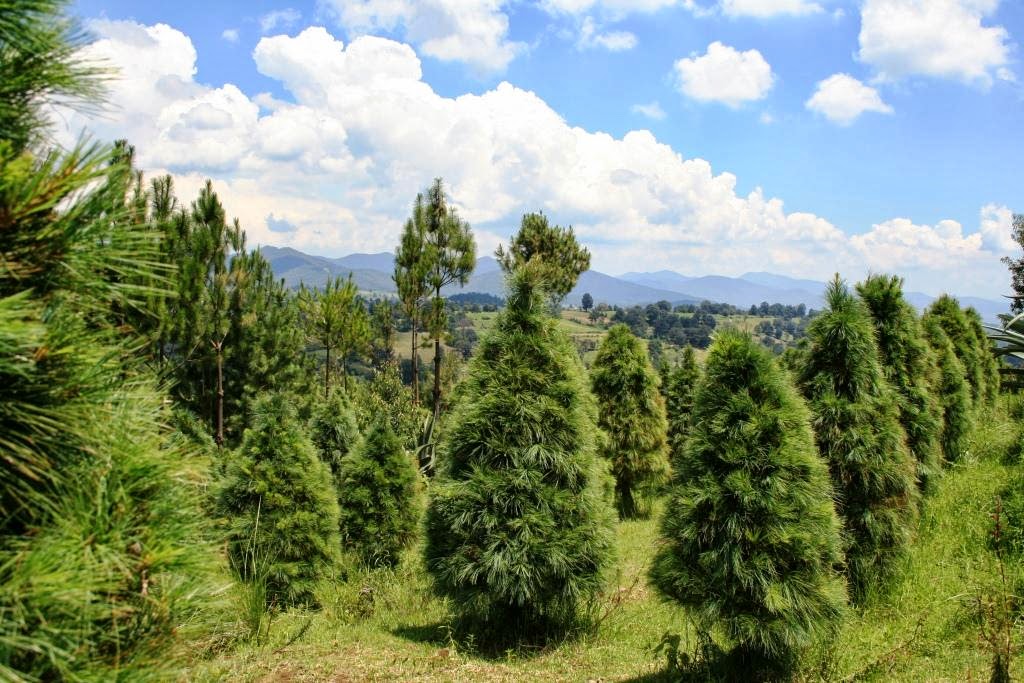 Federación y estado trabajan en capacitar a formadores de divulgación ambiental