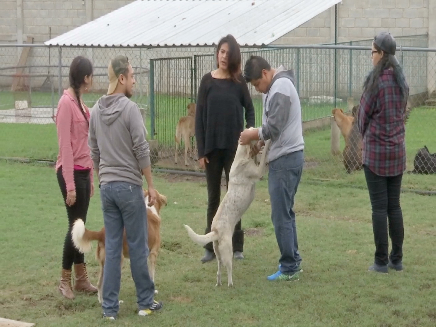 Más de 60 perros de la “GUAUdería” ya cuentan con una nueva casa