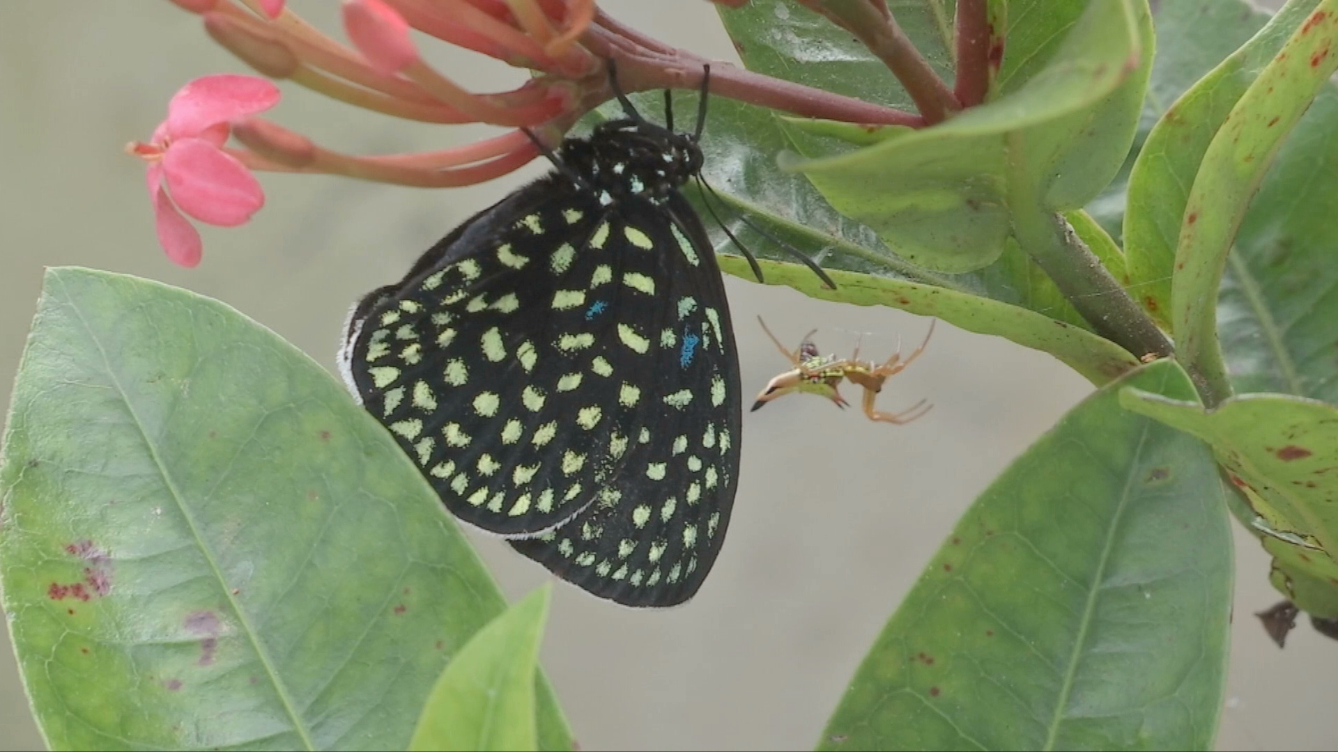 Kali Papalote, UMA que protege a las mariposas de Los Tuxtlas