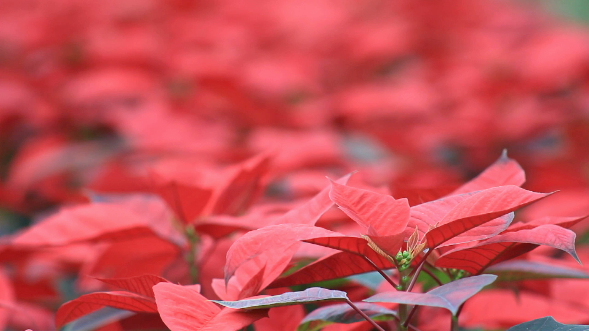 Más de Veracruz. Nochebuenas de La Estanzuela