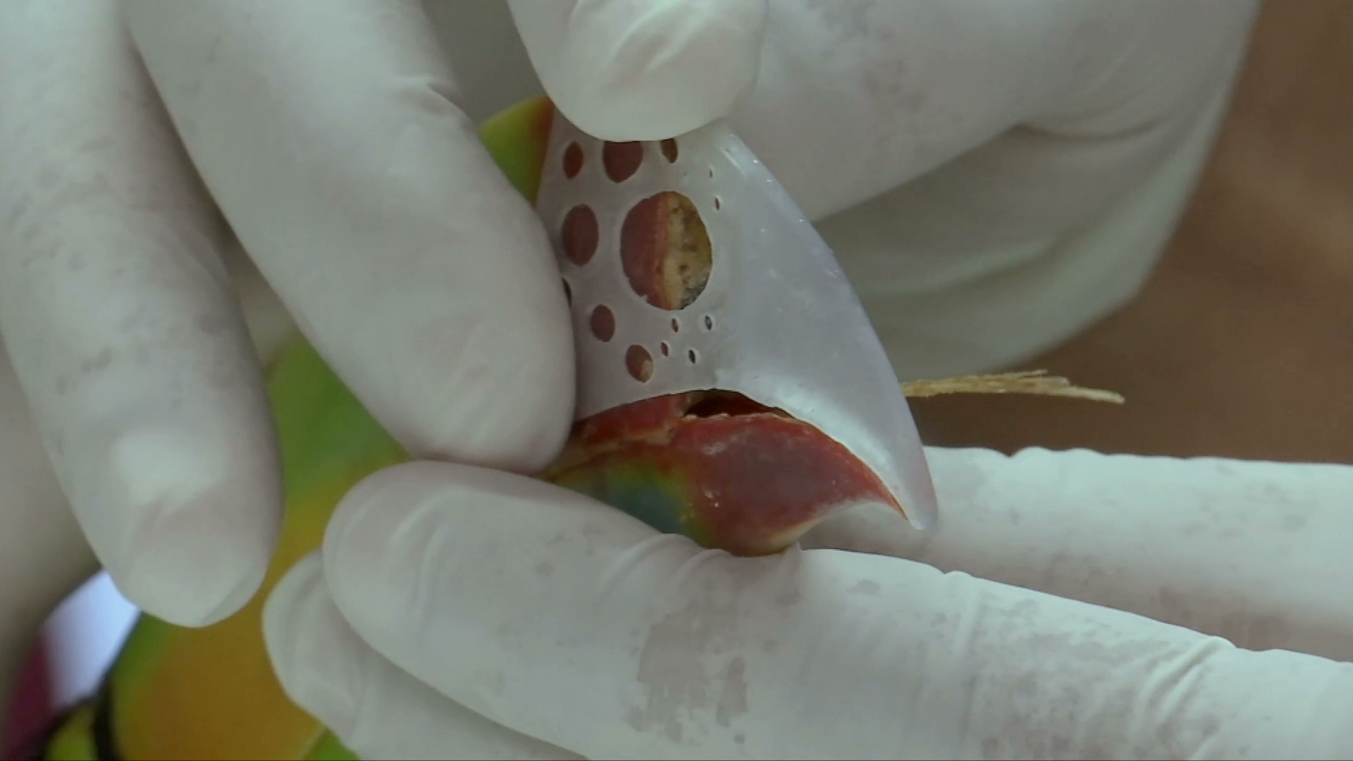 Reconstruyen pico de tucán con tecnología 3D