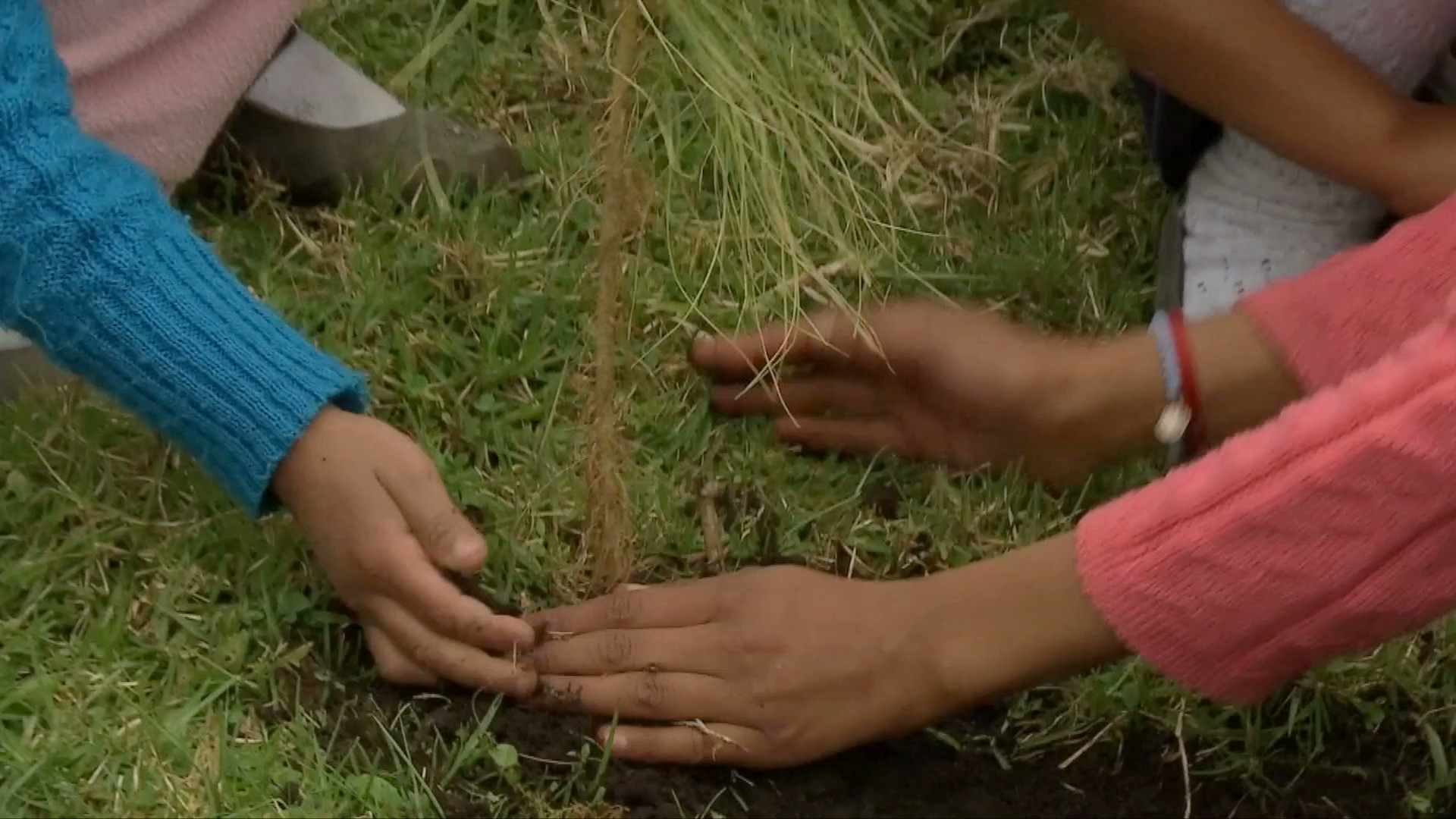 Asociación civil reforesta en comunidades de Veracruz y Boca del Río; lleva 18 jornadas