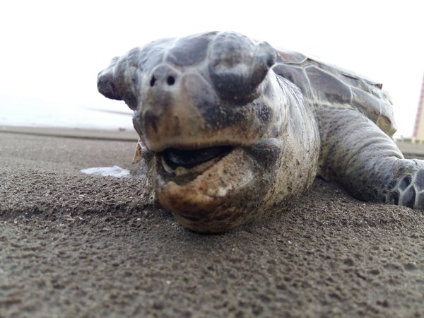 Encuentran otra tortuga muerta en Boca del Río