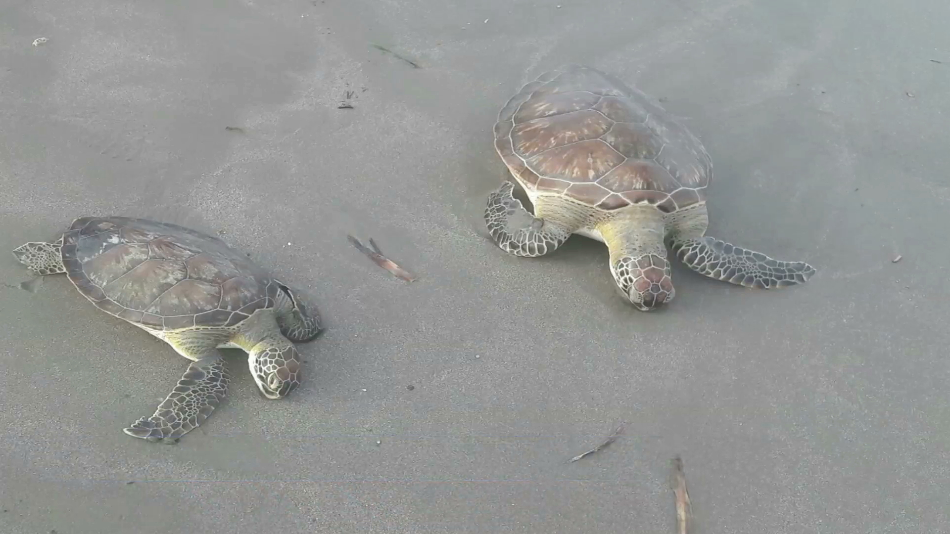 Encuentran muertas a tres tortugas en playas de Veracruz y Boca del Río