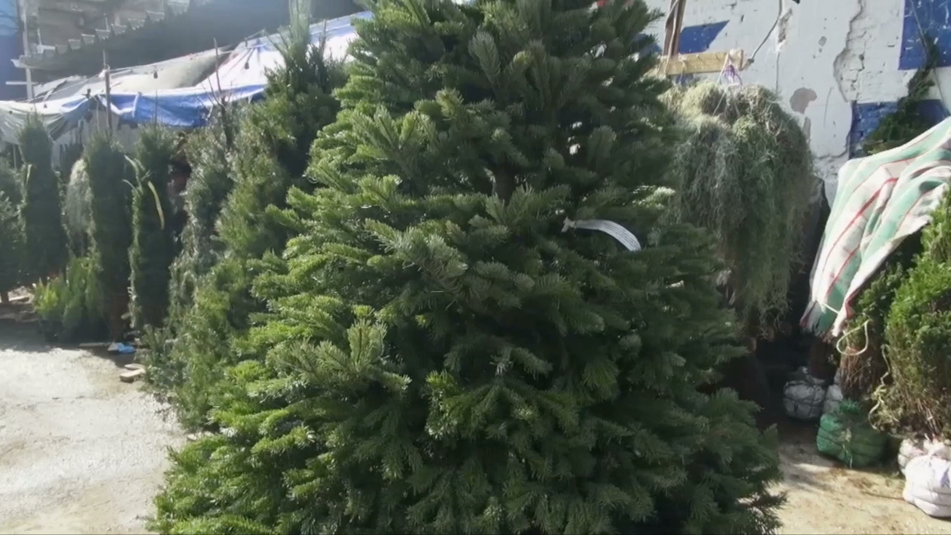 Comenzó la venta de pinos de Navidad, vendedores esperan repunte