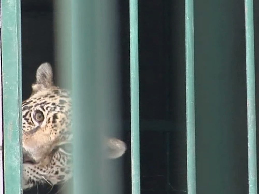 Zoológico de Veracruz ofrecerá atractivos a visitantes durante vacaciones de verano