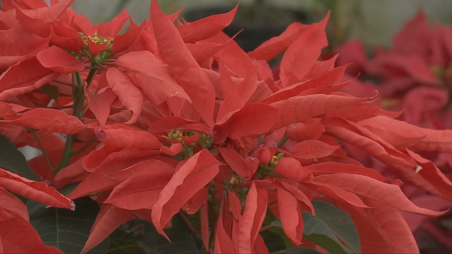 Flor de Nochebuena, herencia prehispánica y símbolo actual de la Navidad en México