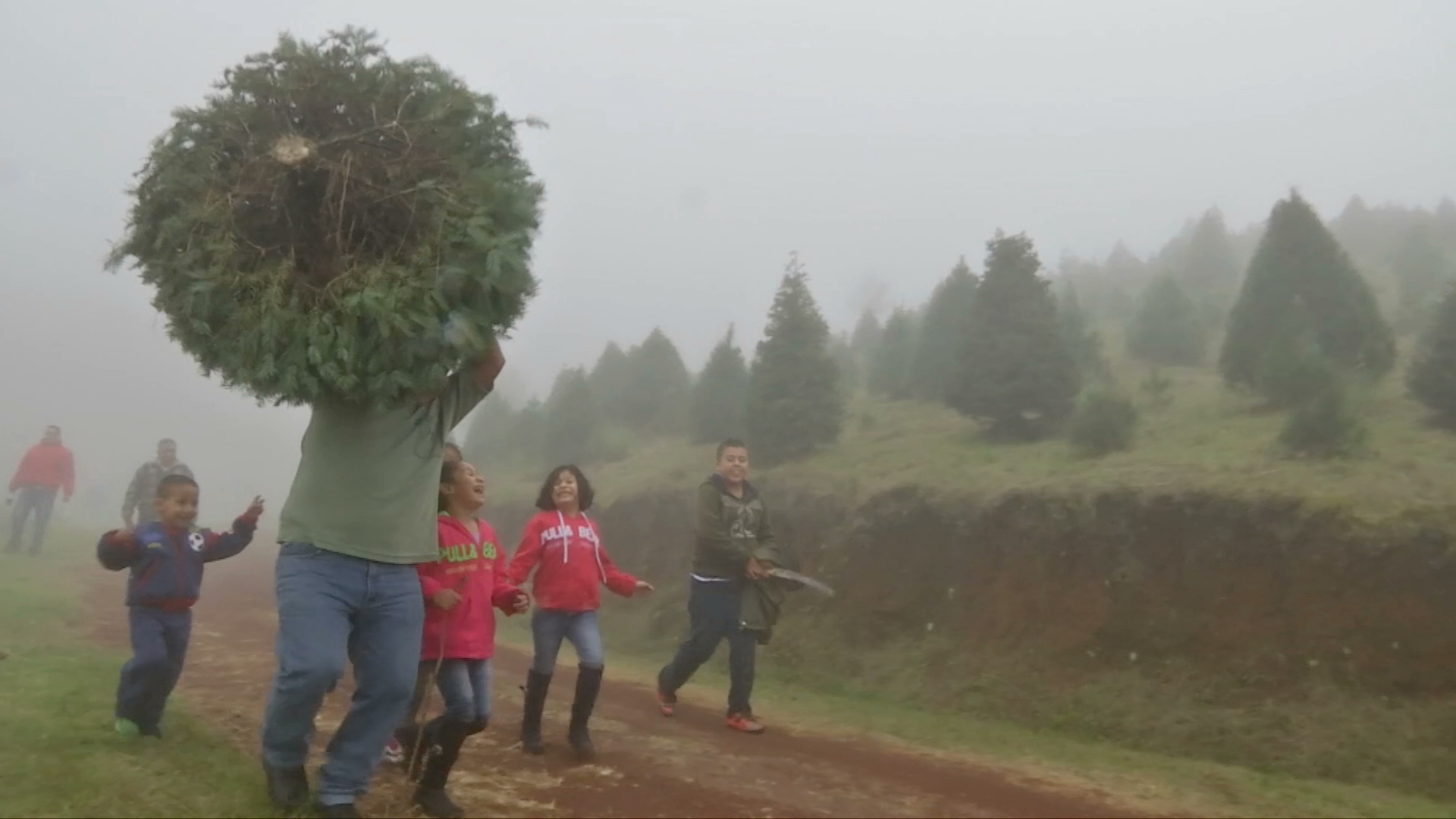 Cortar el pino en el Ciclo Verde, una tradición xalapeña