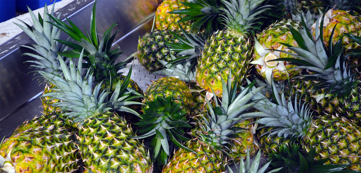 Cierre comercial con Estados Unidos afecta a productores de piña