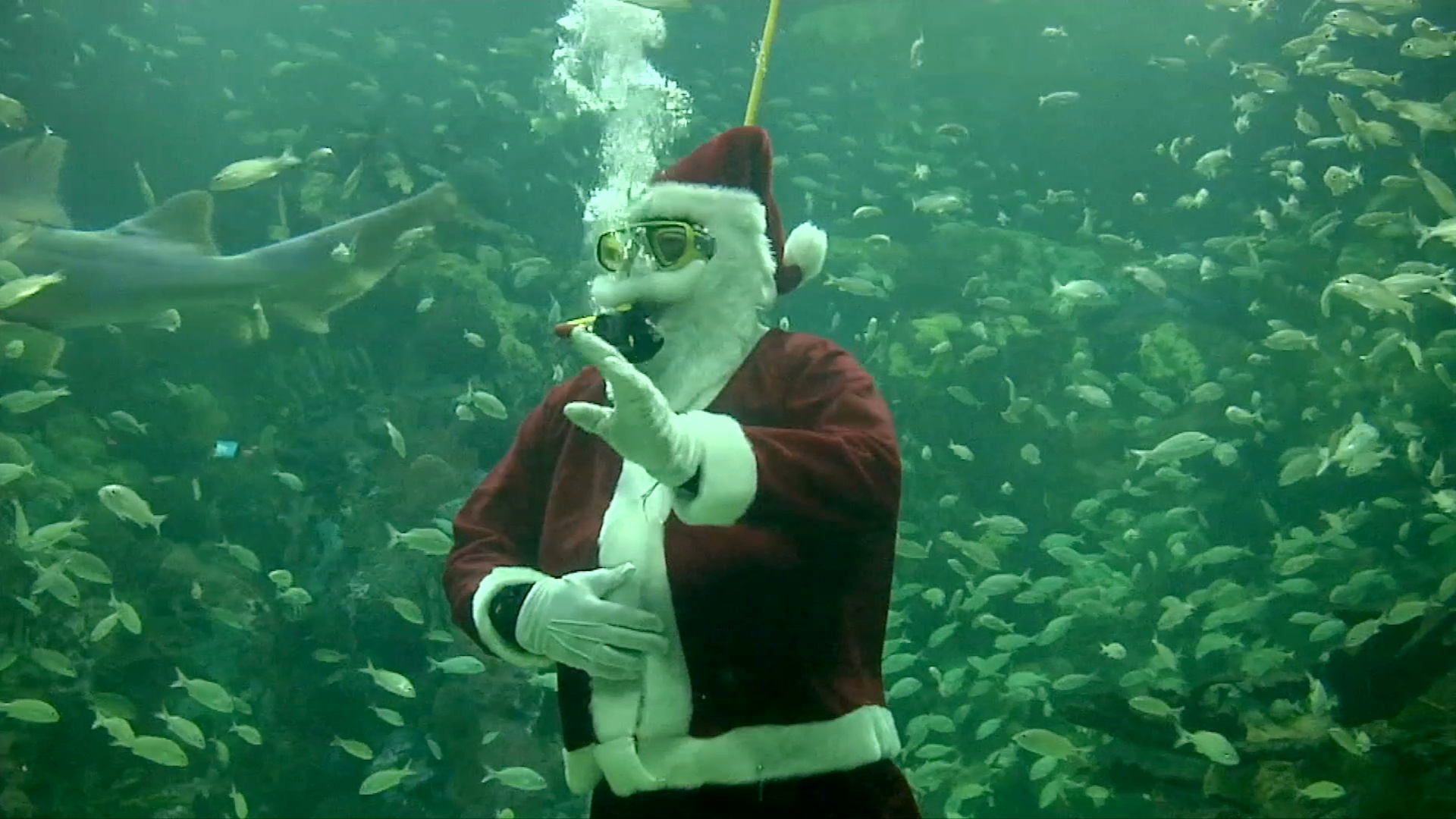 Se sumerge Santa Claus en el Acuario de Veracruz