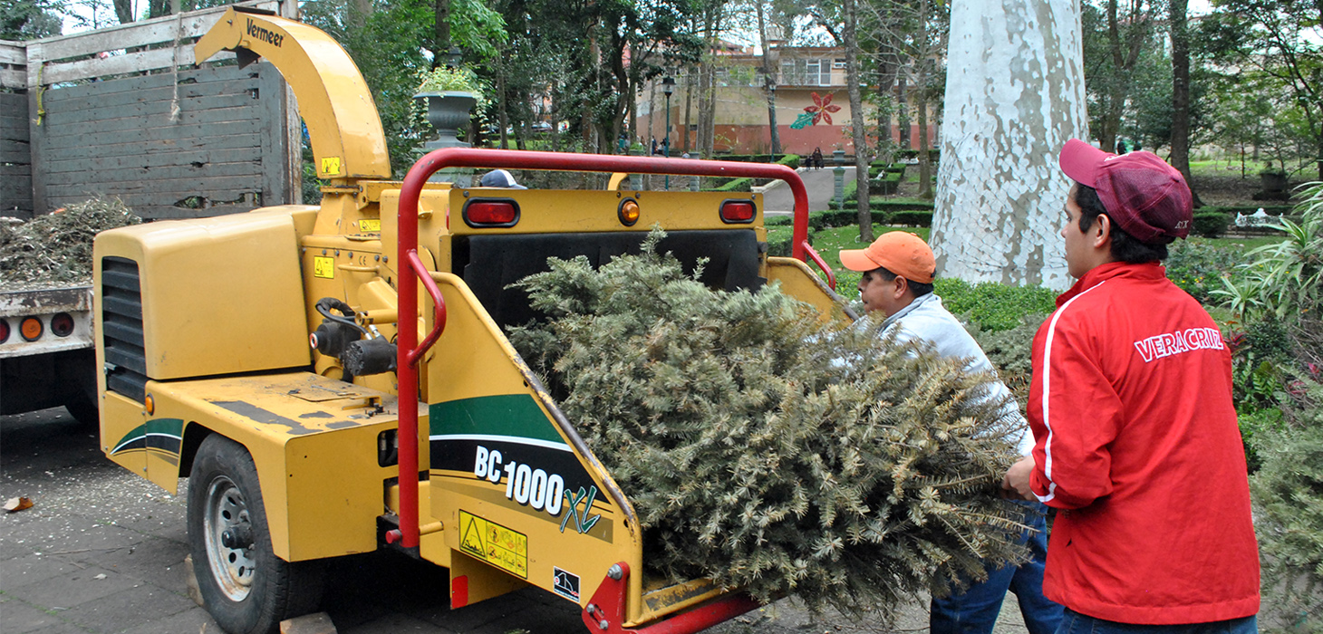 A partir de enero, comienza acopio de pinos de Navidad para reciclaje