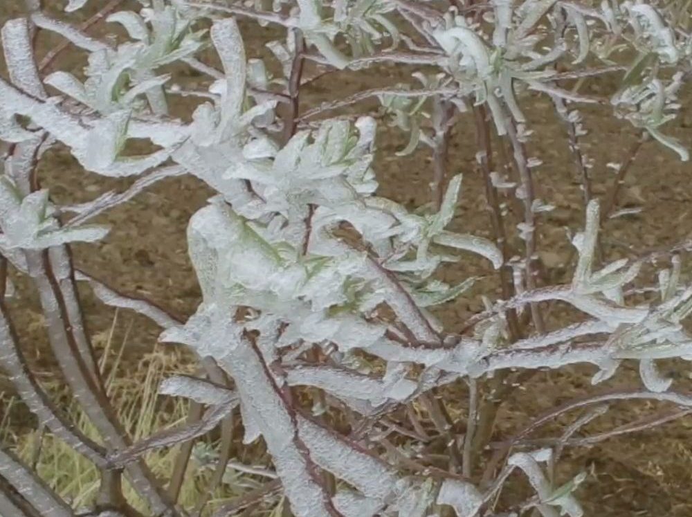 Heladas en el Valle de Perote; Xalapa amaneció a siete grados centígrados