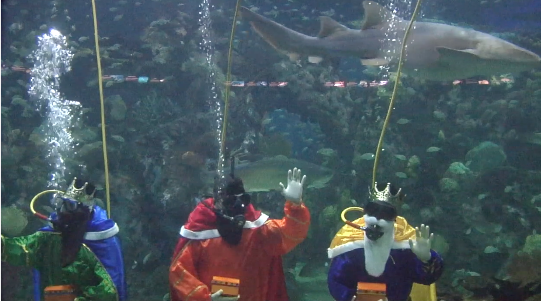 Los Reyes Magos se sumergen en pecera del Acuario de Veracruz