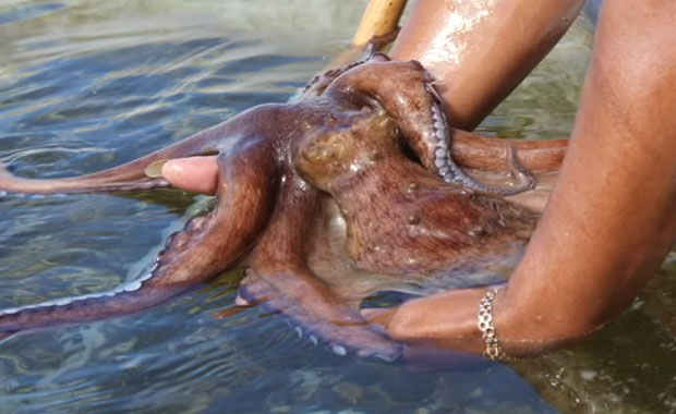 Veda de pulpo afecta a pescadores de Veracruz por segundo año
