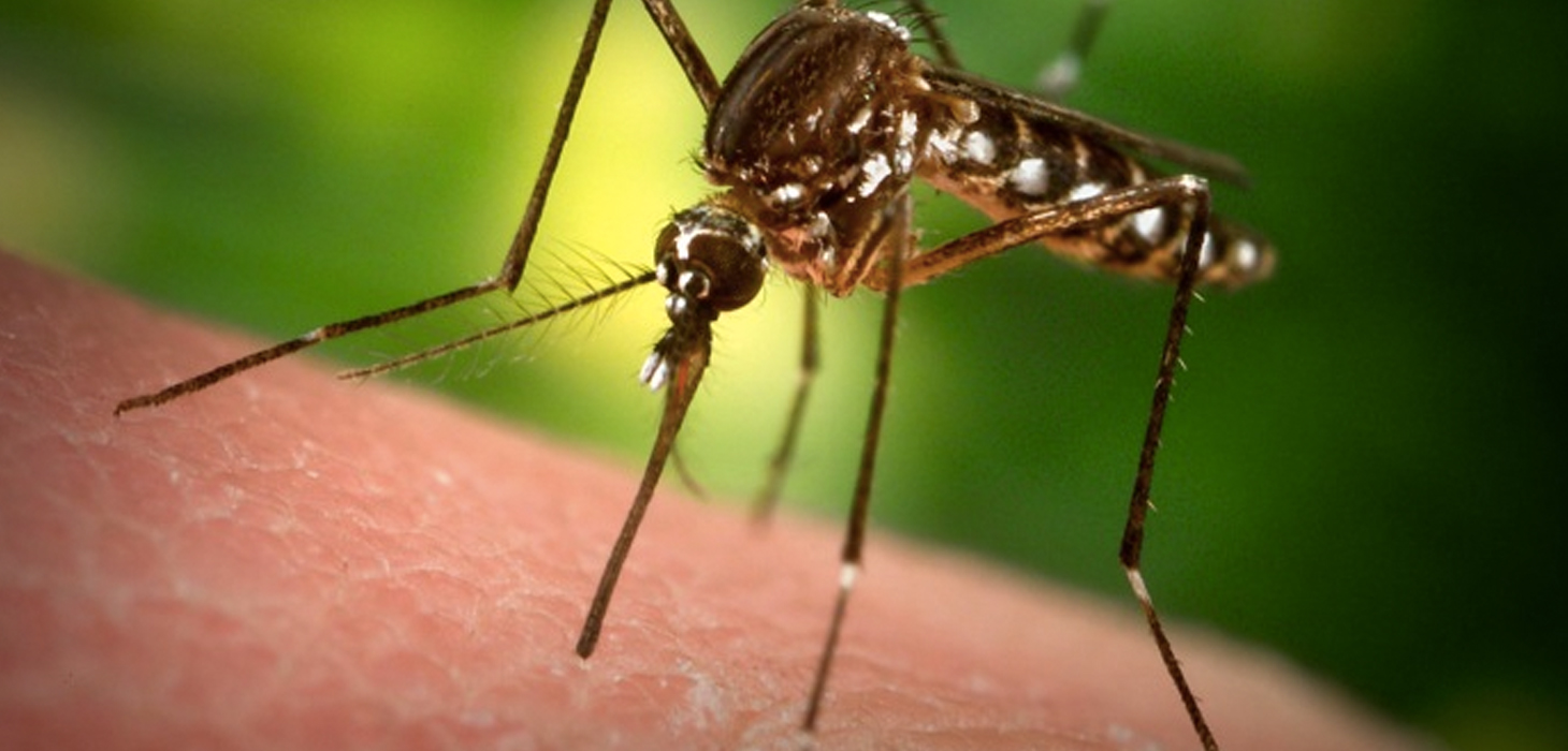 En Xalapa reforzarán campañas para prevenir el dengue, zika y chikungunya