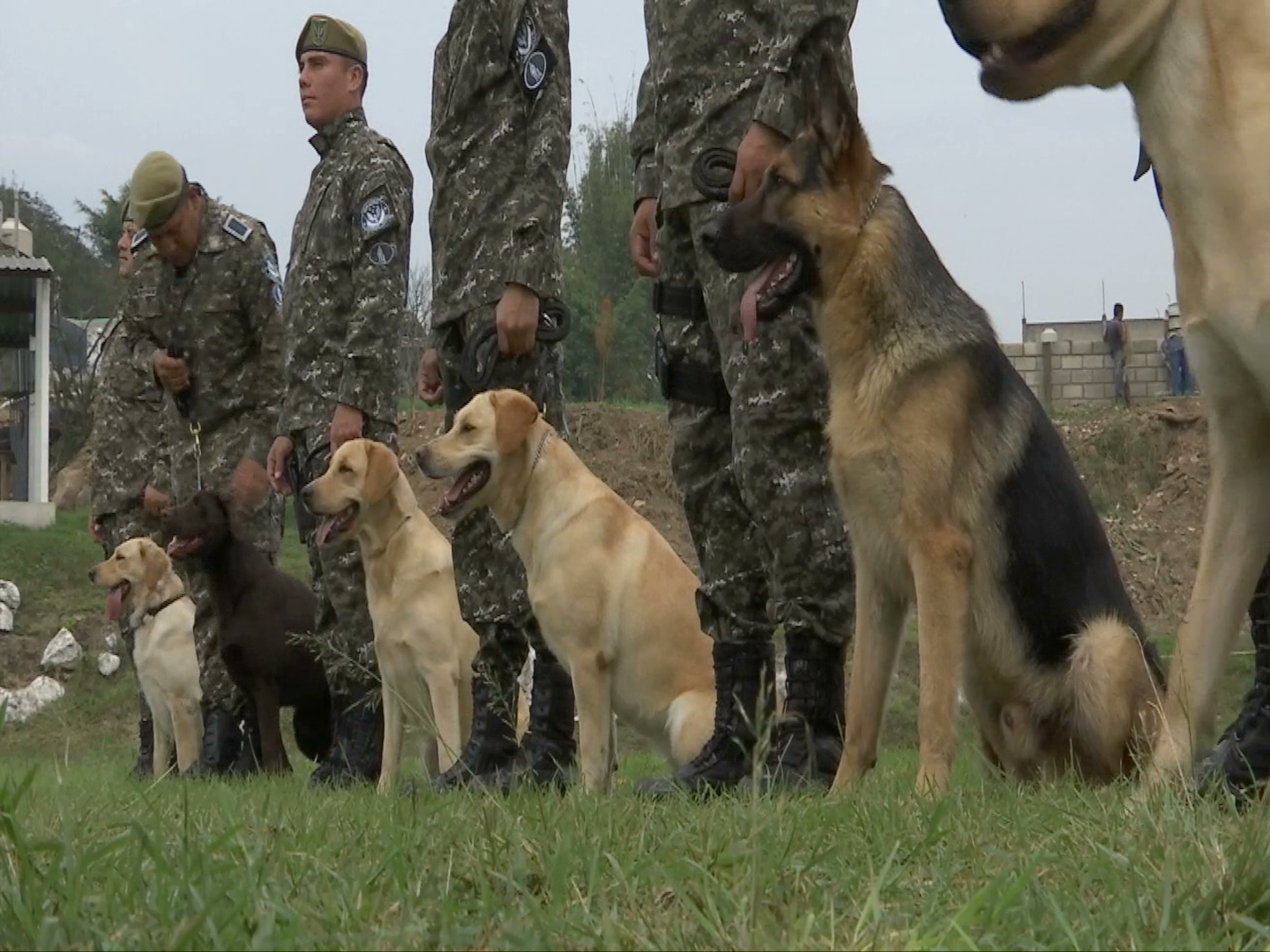 Entregan siete agentes caninos al agrupamiento K9 de la Fuerza Civil