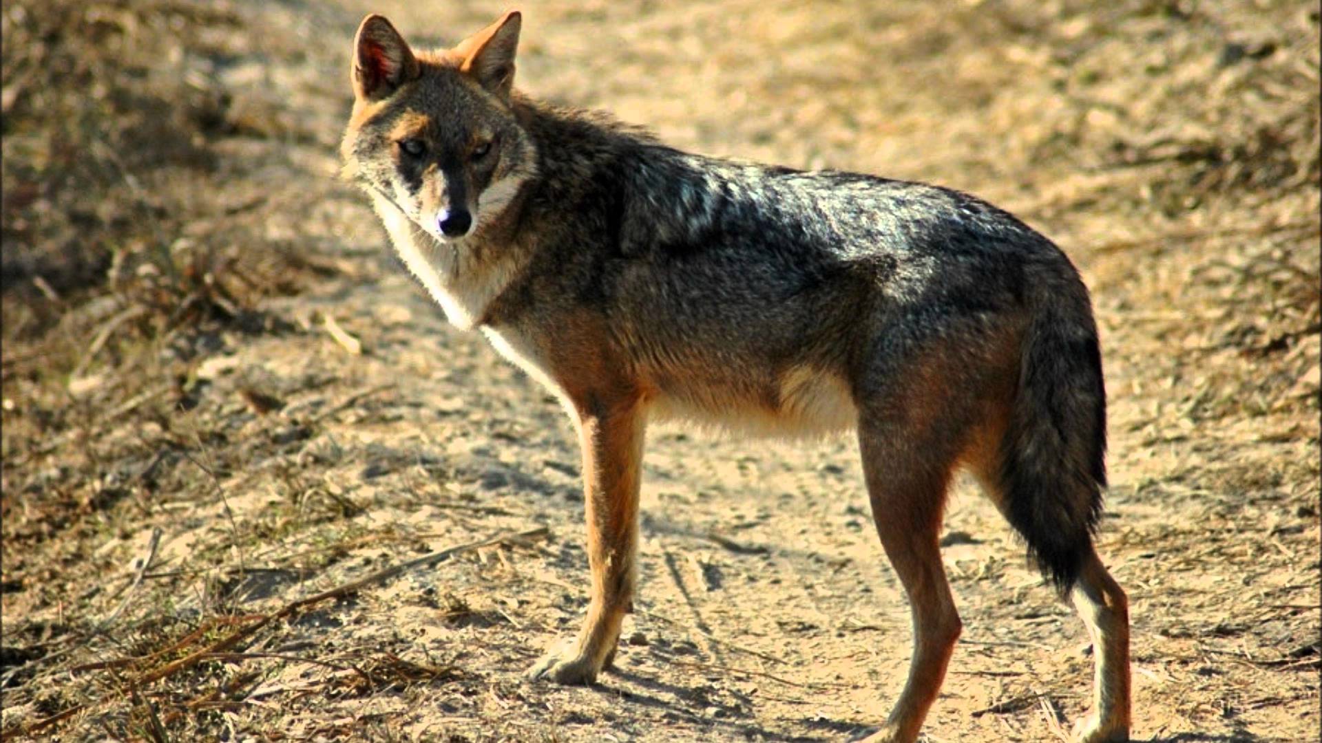 Respalda SEDEMA denuncia por muerte de un animal en el sur del estado