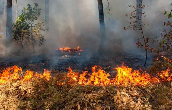 Déficit de lluvias y heladas intensas implica mayor probabilidad de incendios forestales