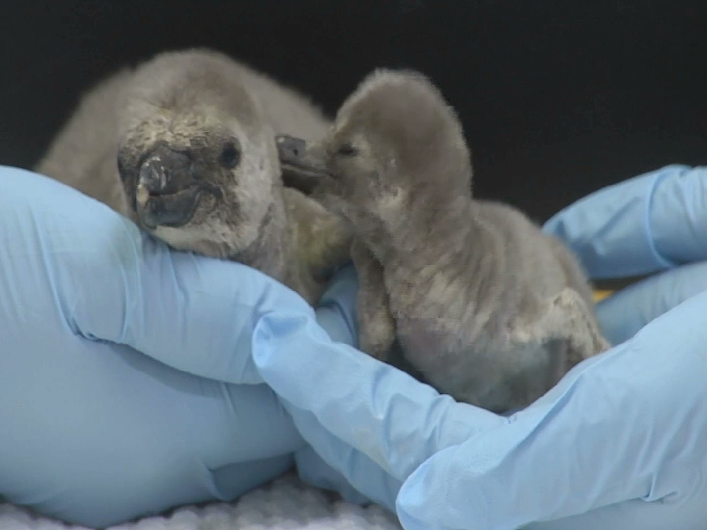 Nacen dos pingüinos en el Acuario de Veracruz