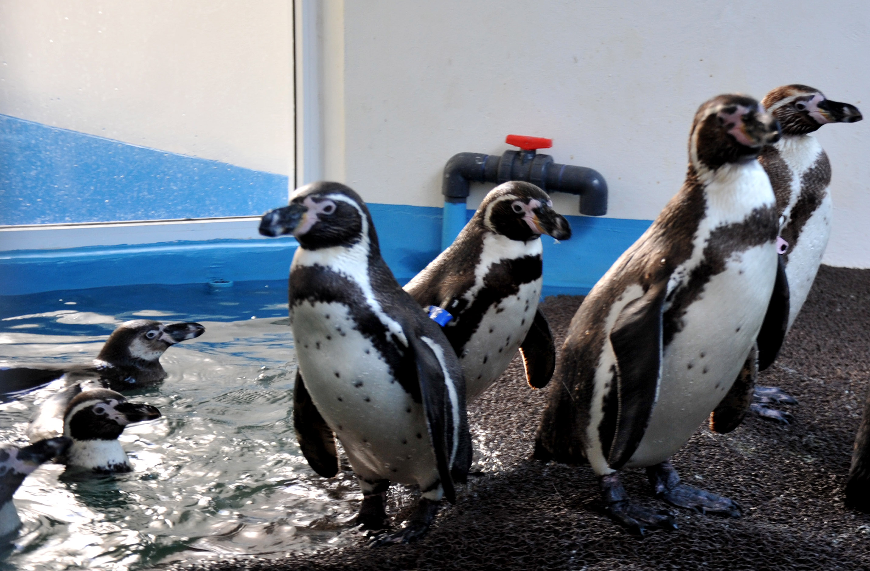 Listo el Pingüinario de Veracruz para recibir a miles de turistas en Semana Santa