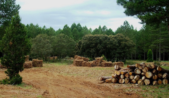 Biomasa forestal abastece el 8 por ciento de energía