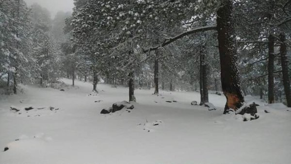 Se registra nevada en el Cofre de Perote; surada para la próxima semana