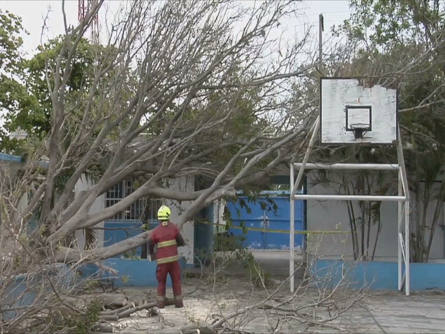 Cae árbol sobre primaria de Veracruz