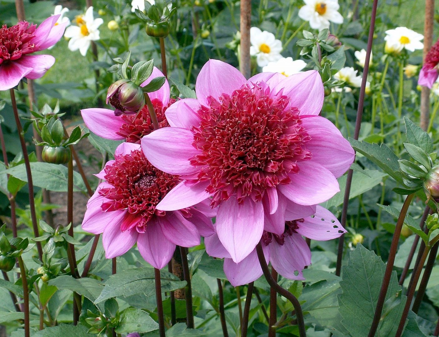 Descubren inulina que ayuda a personas diabéticas en la flor de dalia