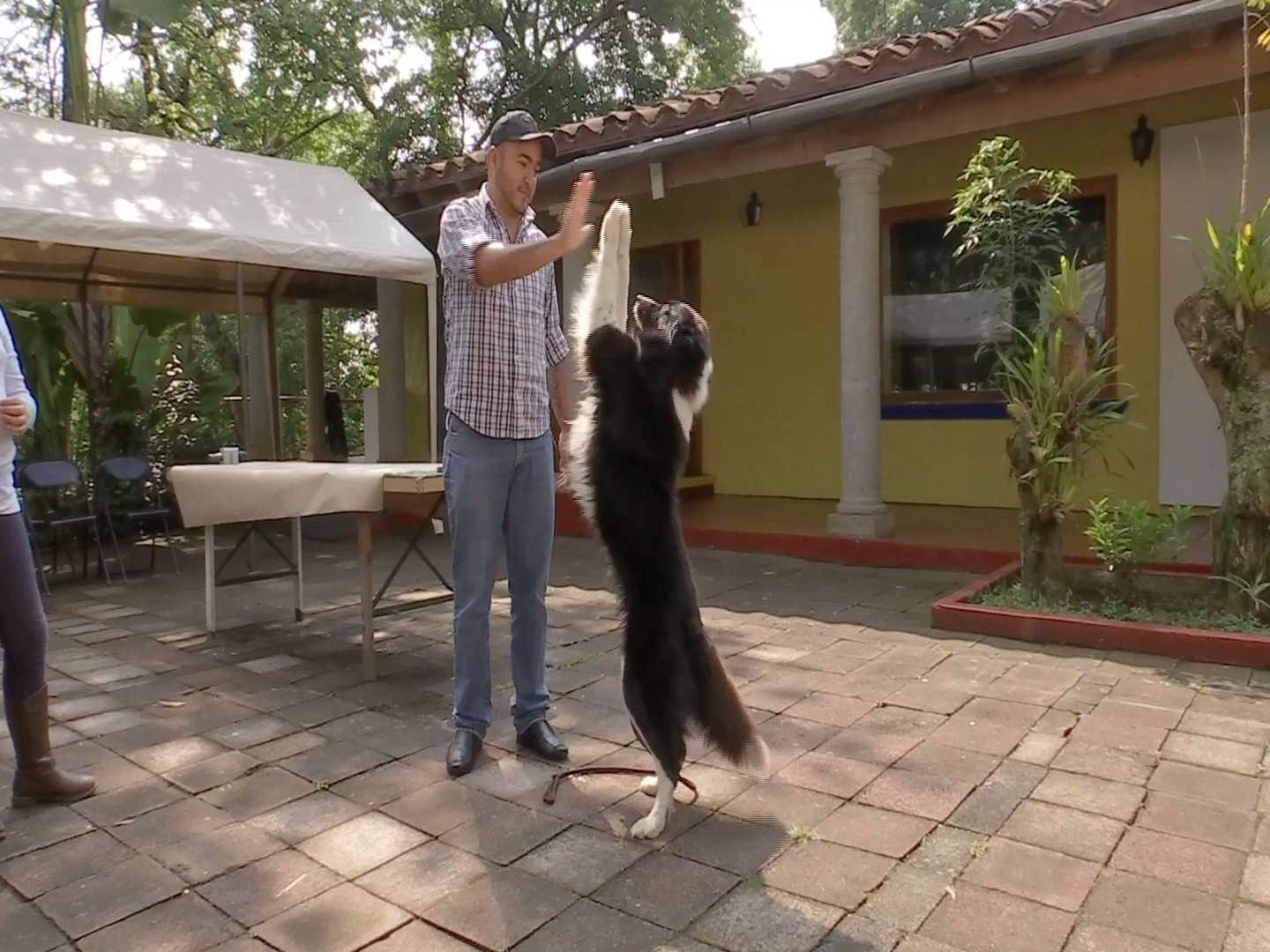 “Jordan”, un perro que ayuda en las terapias de autismo