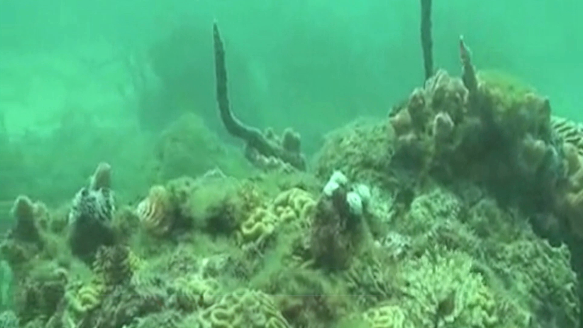 Semar y UV  realizan investigaciones en el Mar Caribe