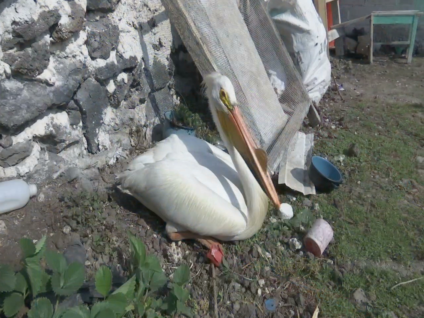 Rescatan a pelícano varado en Tlacolulan