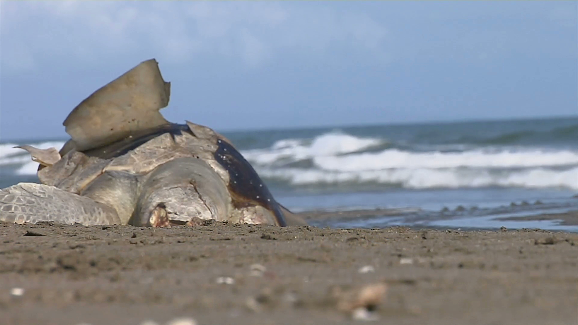 Aparece otra tortuga muerta en playas de Coatzacoalcos