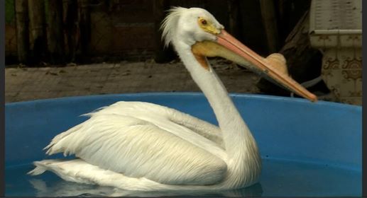 Se recupera pelícano rescatado en Tlacolulan