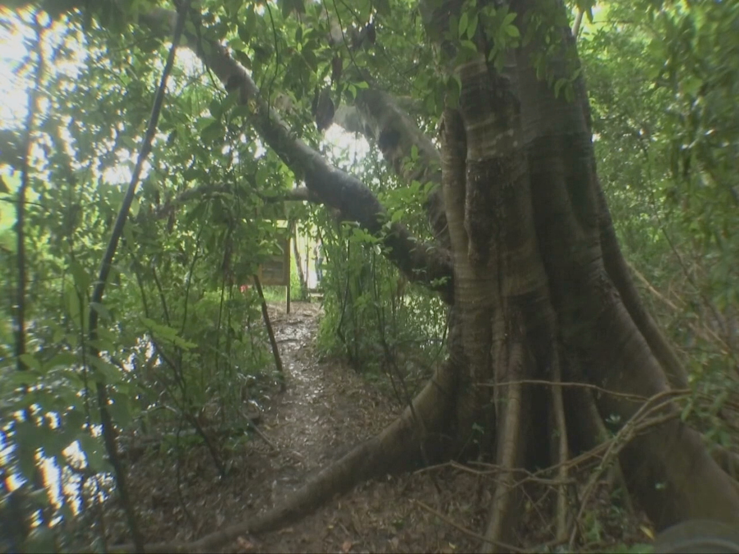 Presentan propuestas de agenda ambiental a candidatos a gobernador