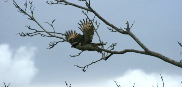 Tiene Veracruz la mayor concentración de aves migratorias en el mundo