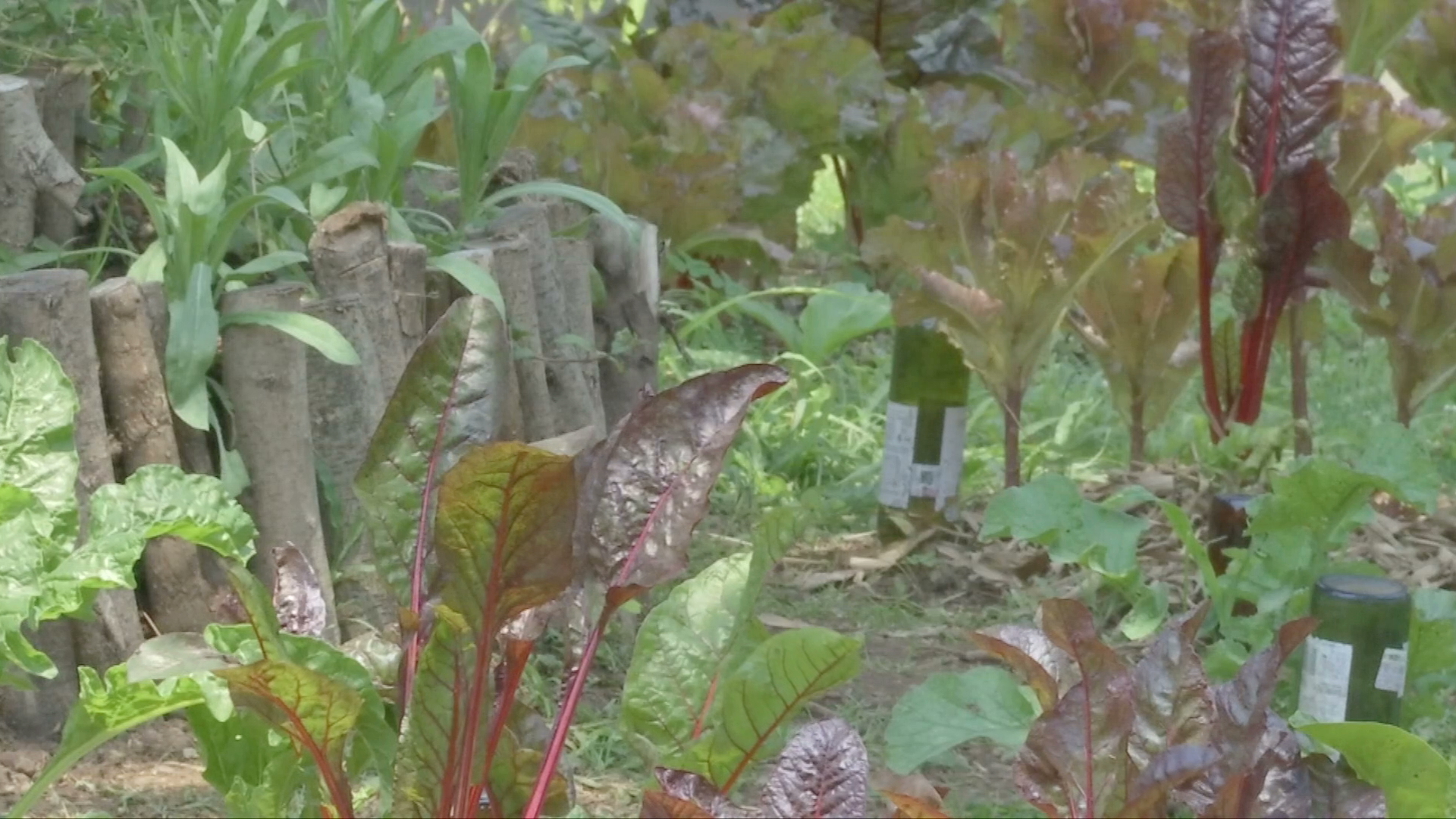 Con huerta urbana promueven el autoconsumo en la Facultad de Biología