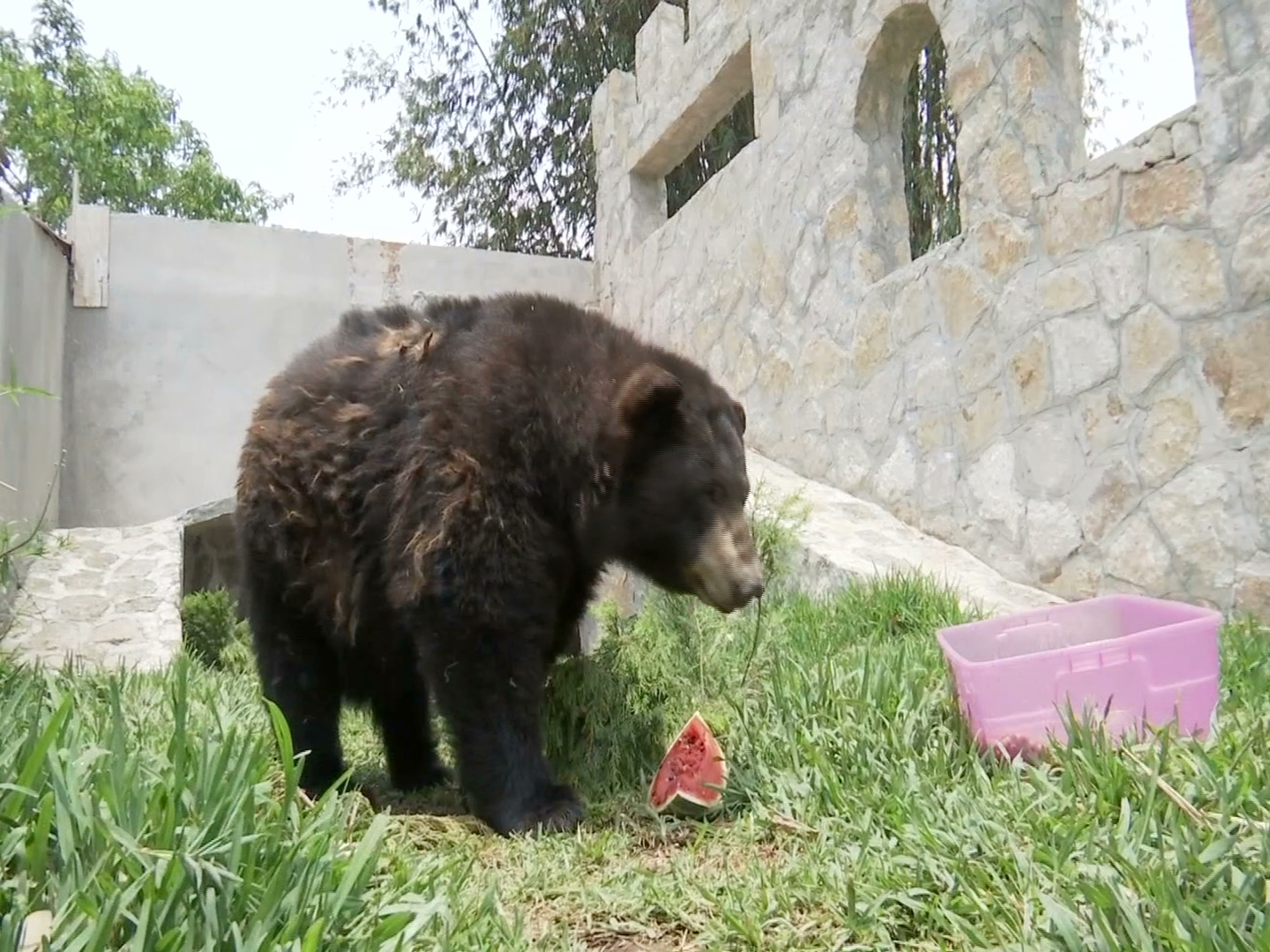 Bimba, una osa rescatada de un circo que cuida animales