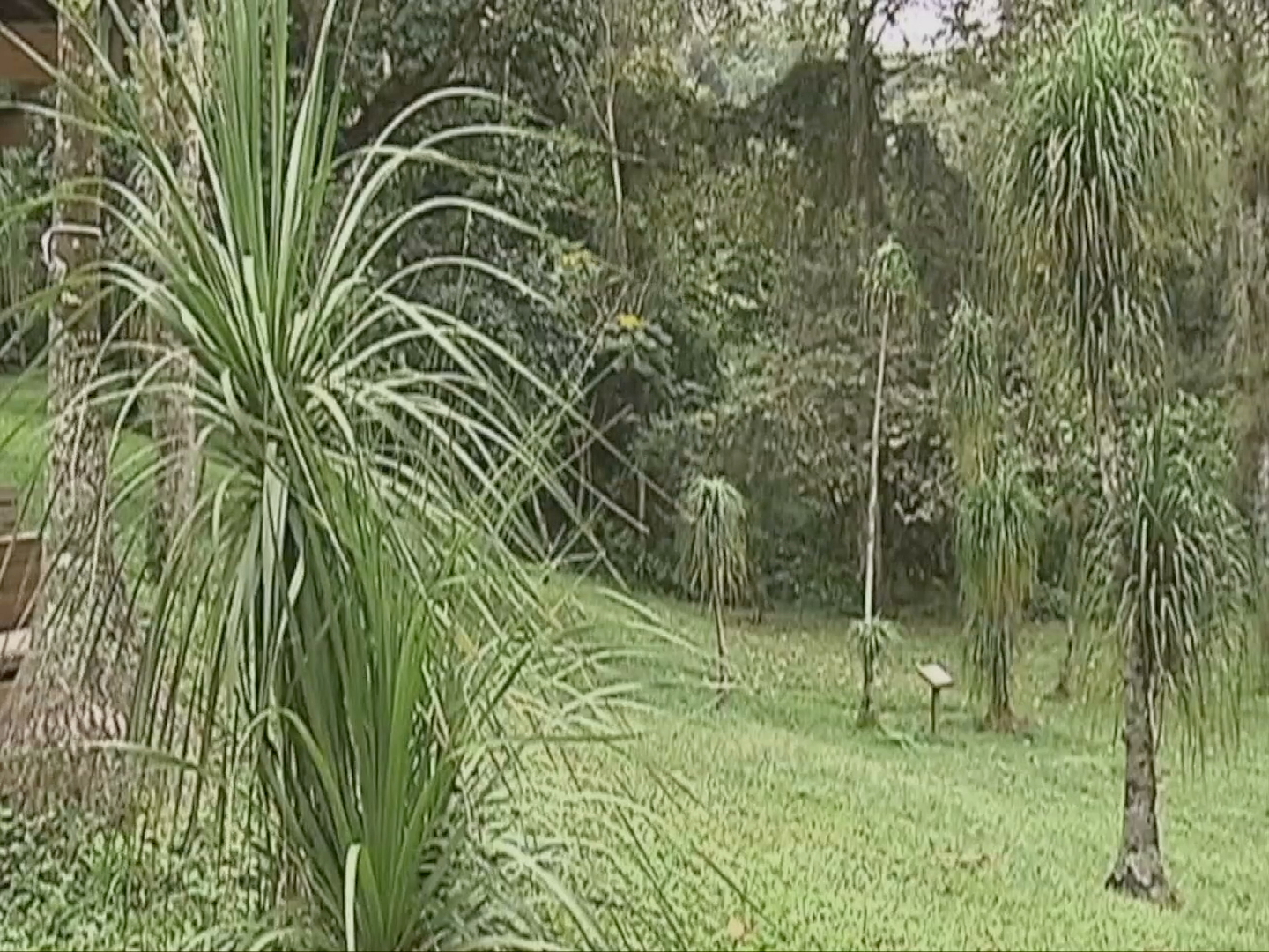 La pata de elefante está protegida y su comercialización es ilegal